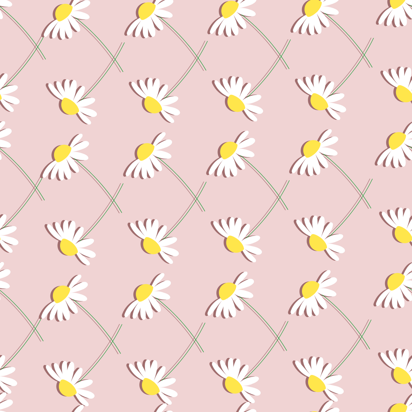 pink daisies